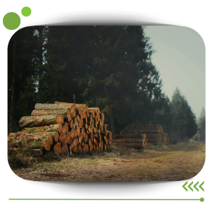 Curso en Aprovechamiento forestal maderable